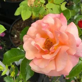 Summer Beauty Rose (Rosa Summer Beauty) 1